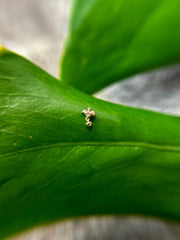 Droplet Threadless Pin